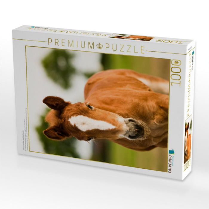 Schwarzwälder Kaltblut Fohlen - CALVENDO Foto-Puzzle'