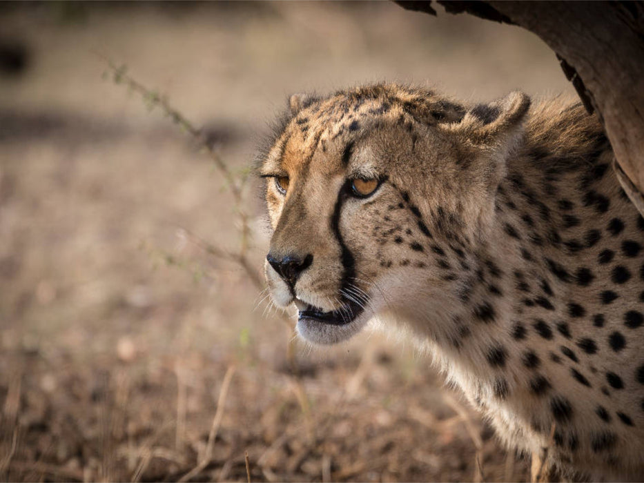 Gepard, Botswana 2017 - CALVENDO Foto-Puzzle'