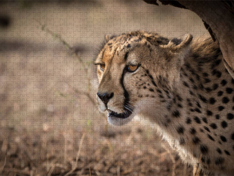 Gepard, Botswana 2017 - CALVENDO Foto-Puzzle'