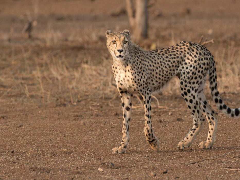 Gepard, Südafrika 2017 - CALVENDO Foto-Puzzle'