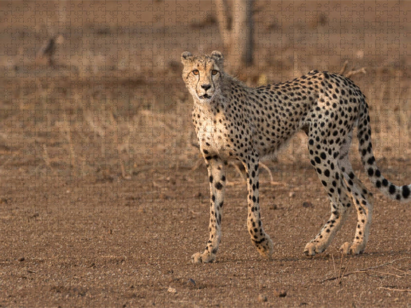 Gepard, Südafrika 2017 - CALVENDO Foto-Puzzle'