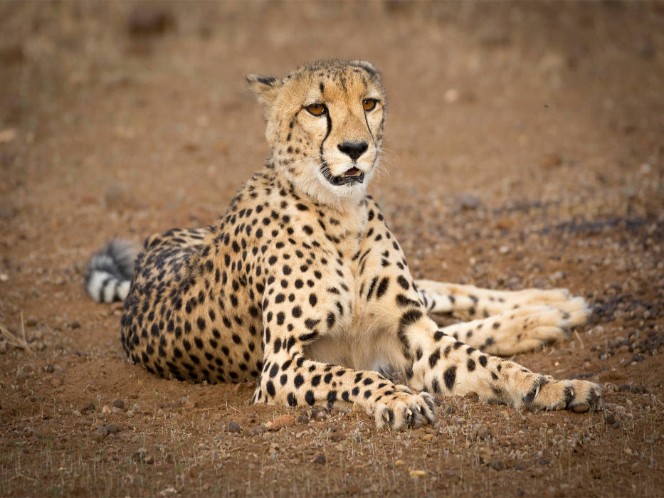 Gepard, Botswana 2017 - CALVENDO Foto-Puzzle'