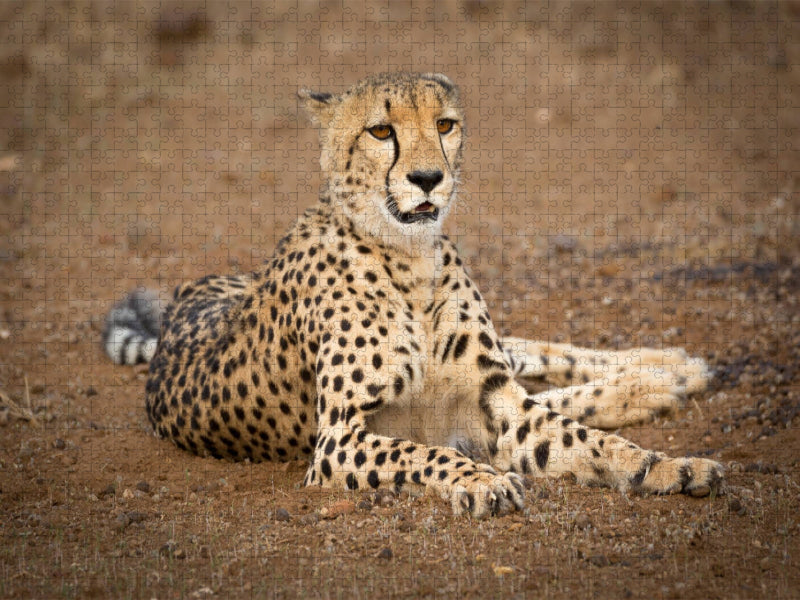 Gepard, Botswana 2017 - CALVENDO Foto-Puzzle'