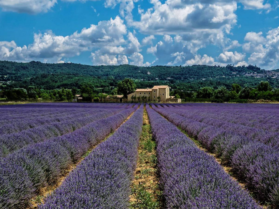 Provence - Blühende Lavendelfelder - CALVENDO Foto-Puzzle'