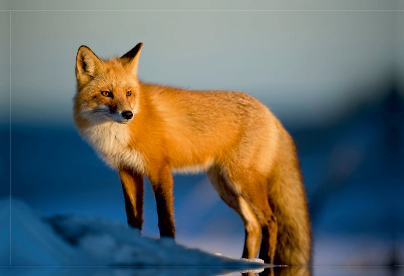 Premium Textil-Leinwand Der Fuchs - ein schlauer Räuber