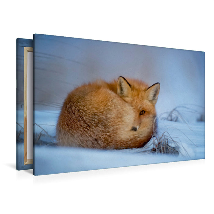 Premium Textil-Leinwand Der Fuchs - ein schlauer Räuber