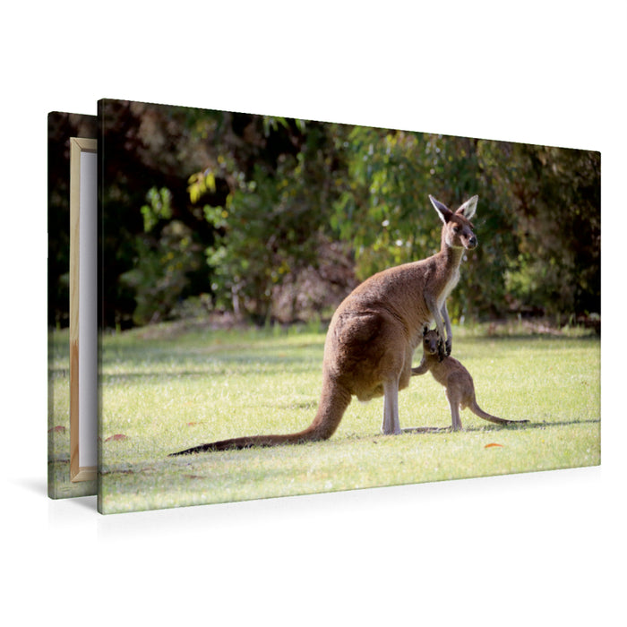 Toile textile haut de gamme Toile textile haut de gamme 120 cm x 80 cm paysage kangourous, parc commémoratif de Pinnaroo Valley 