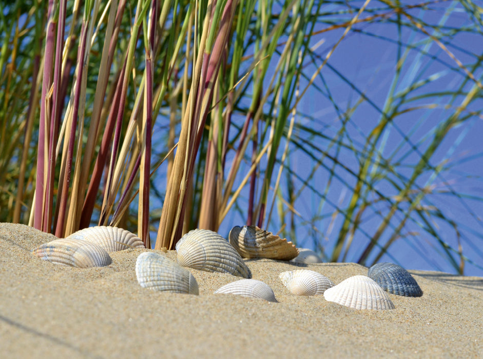 Muscheln in der Düne 2000 Teile Puzzle quer - CALVENDO Foto-Puzzle'