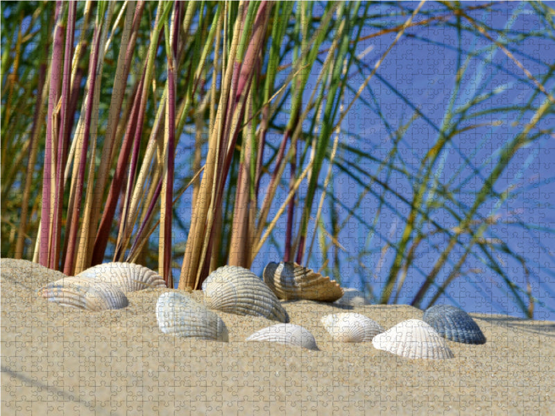 Muscheln in der Düne 2000 Teile Puzzle quer - CALVENDO Foto-Puzzle'