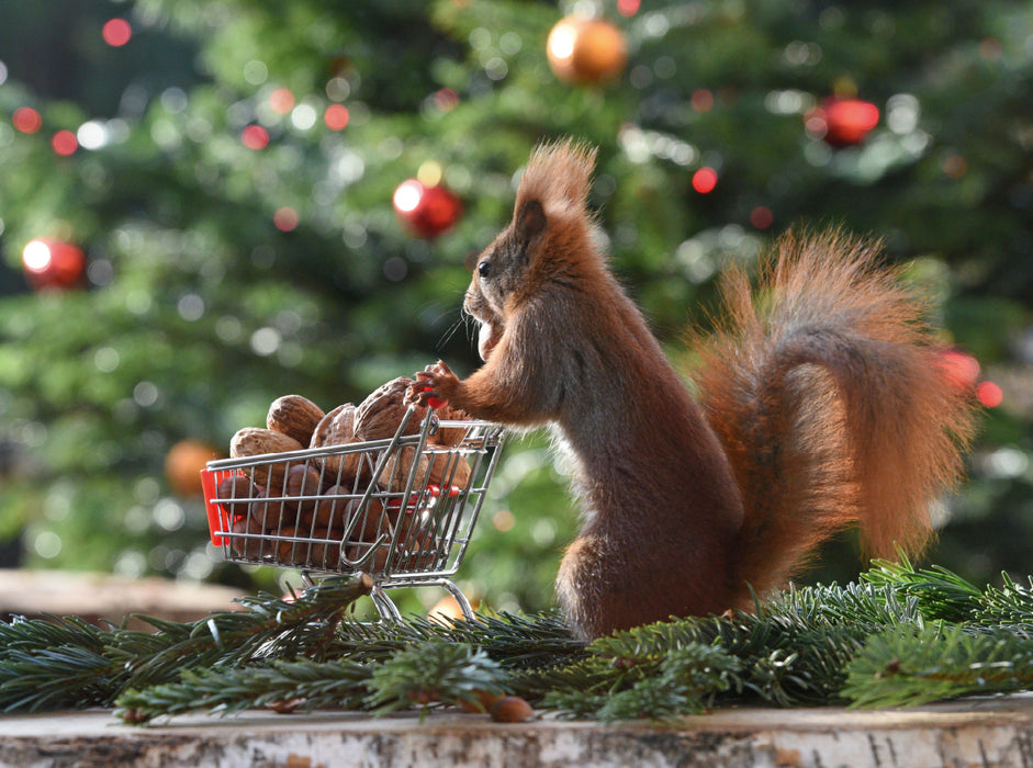 Eichhörnchen Shopping 2000 Teile Puzzle quer - CALVENDO Foto-Puzzle'