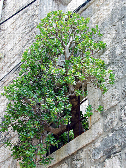 Arbre dans la fenêtre - Puzzle photo CALVENDO 