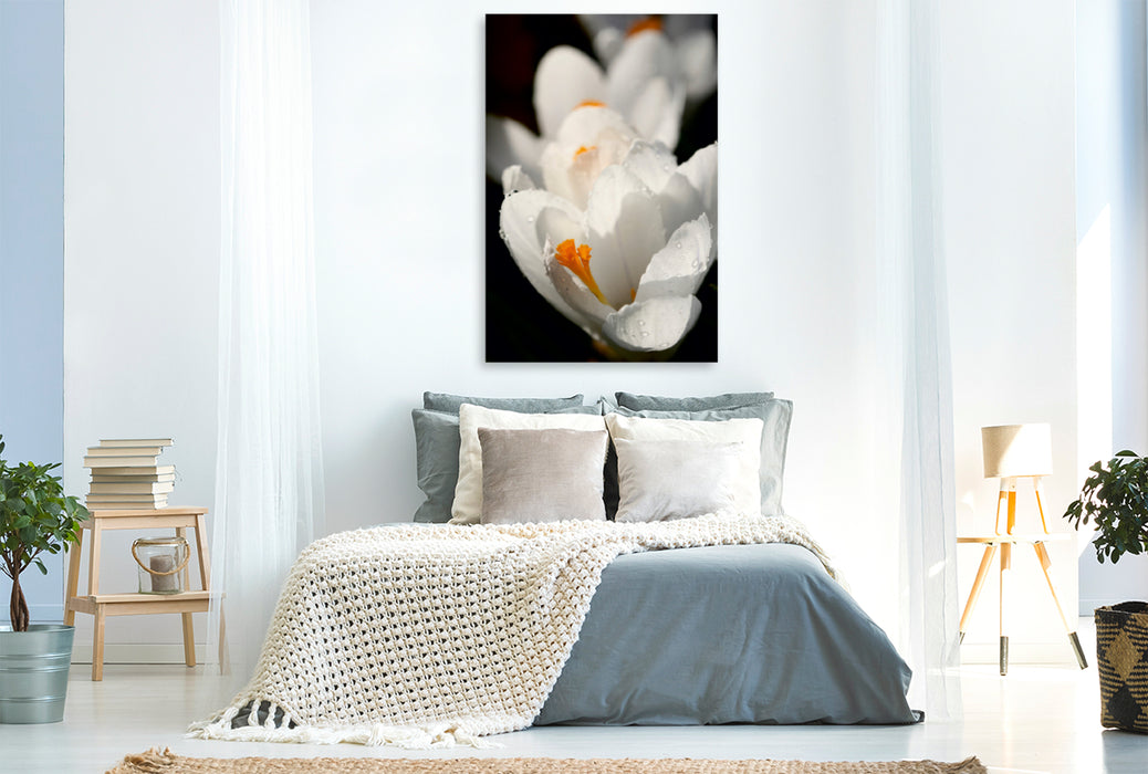 Toile textile premium Toile textile premium 80 cm x 120 cm de haut fleurs de crocus 