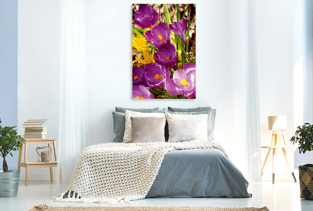 Toile textile premium Toile textile premium 80 cm x 120 cm de hauteur Crocus violets et jaunes 