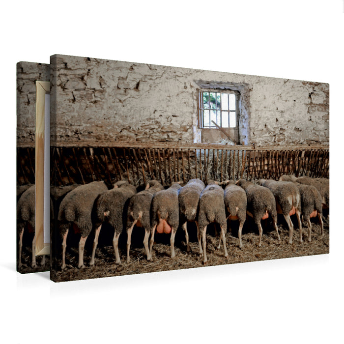 Toile textile premium Toile textile premium 90 cm x 60 cm de large Mouton à l'abreuvoir 