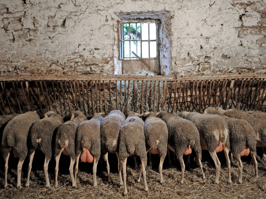 Schafe am Trog - CALVENDO Foto-Puzzle'