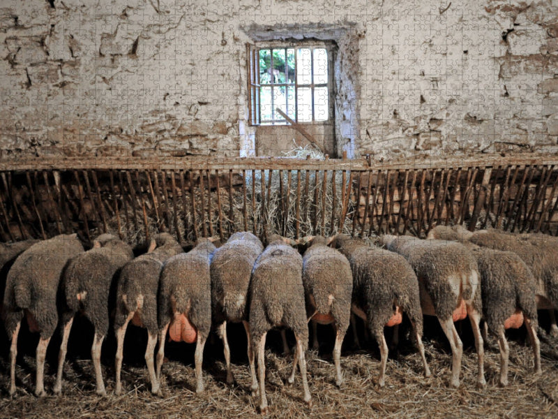 Schafe am Trog - CALVENDO Foto-Puzzle'