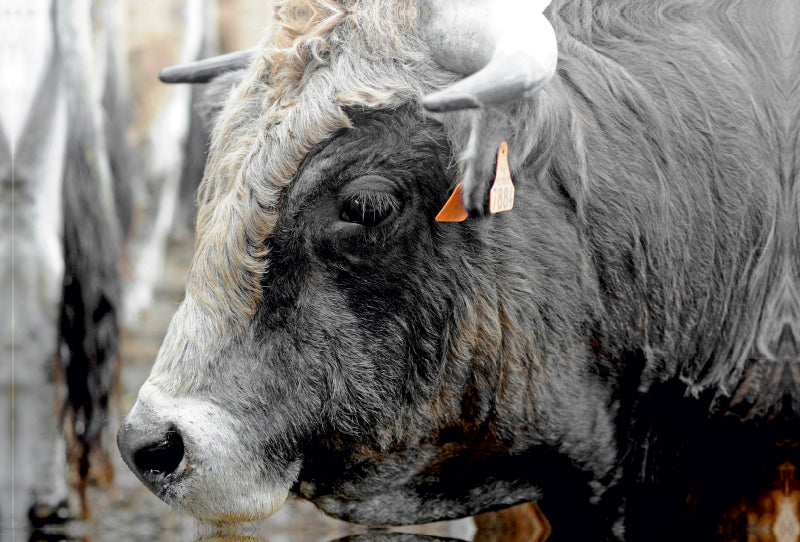 Premium Textil-Leinwand Bull Aubrac