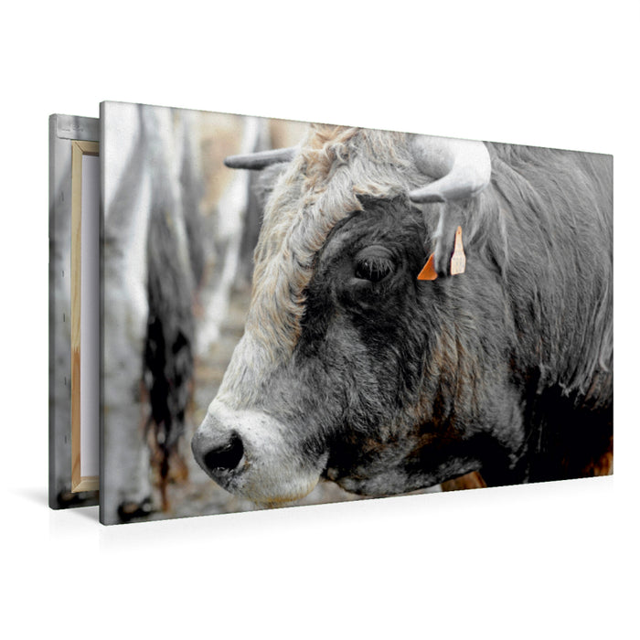 Premium Textil-Leinwand Bull Aubrac