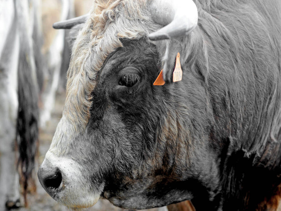 Bull Aubrac - CALVENDO Foto-Puzzle'