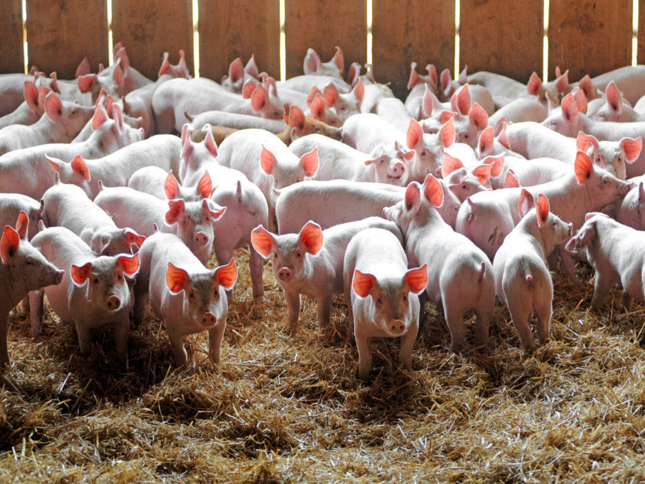 Schweine - CALVENDO Foto-Puzzle'