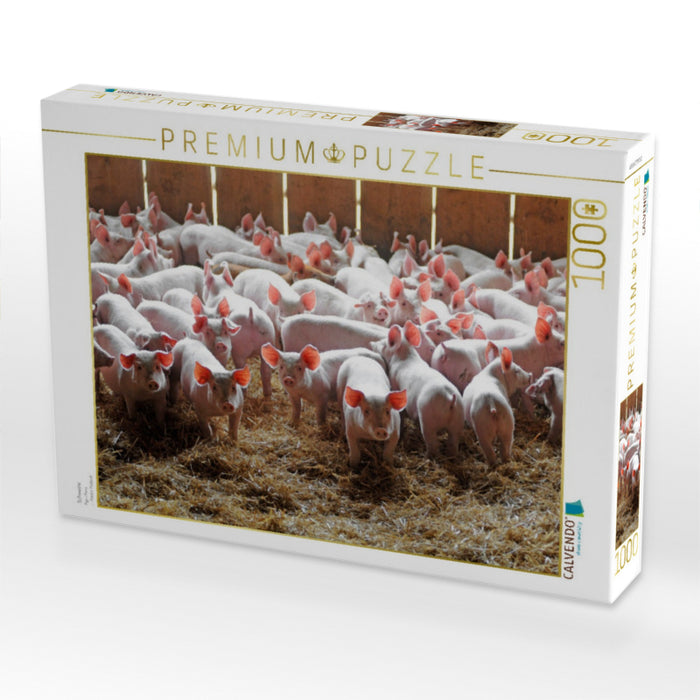 Schweine - CALVENDO Foto-Puzzle'