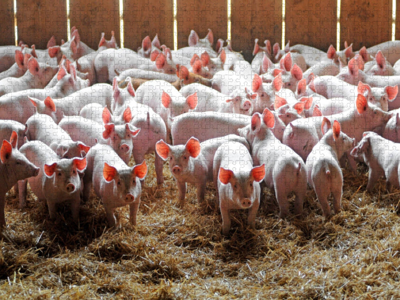 Schweine - CALVENDO Foto-Puzzle'
