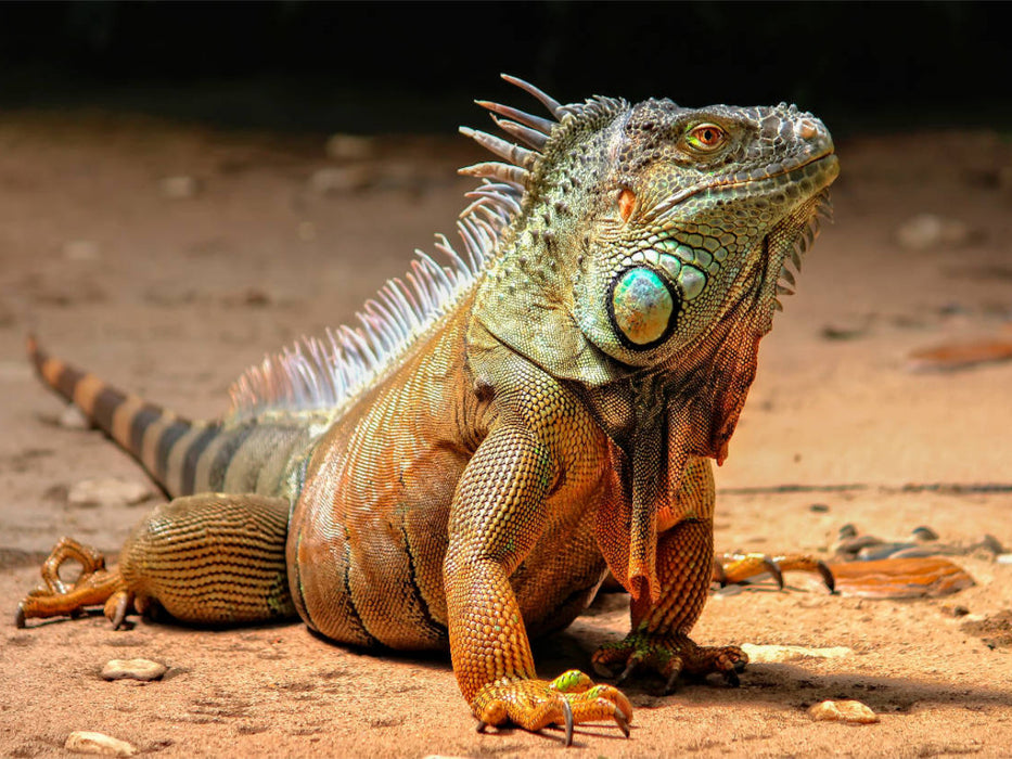 Wunderschöner Leguan - CALVENDO Foto-Puzzle'