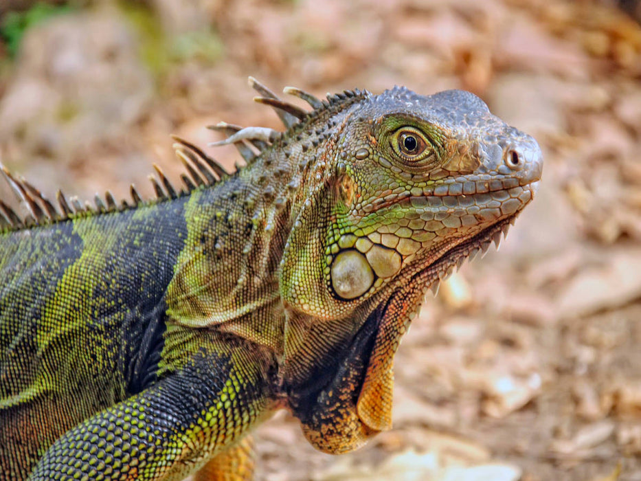 Wunderschöner Leguan - CALVENDO Foto-Puzzle'