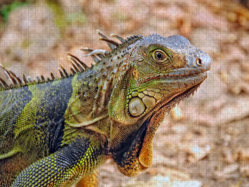 Wunderschöner Leguan - CALVENDO Foto-Puzzle'