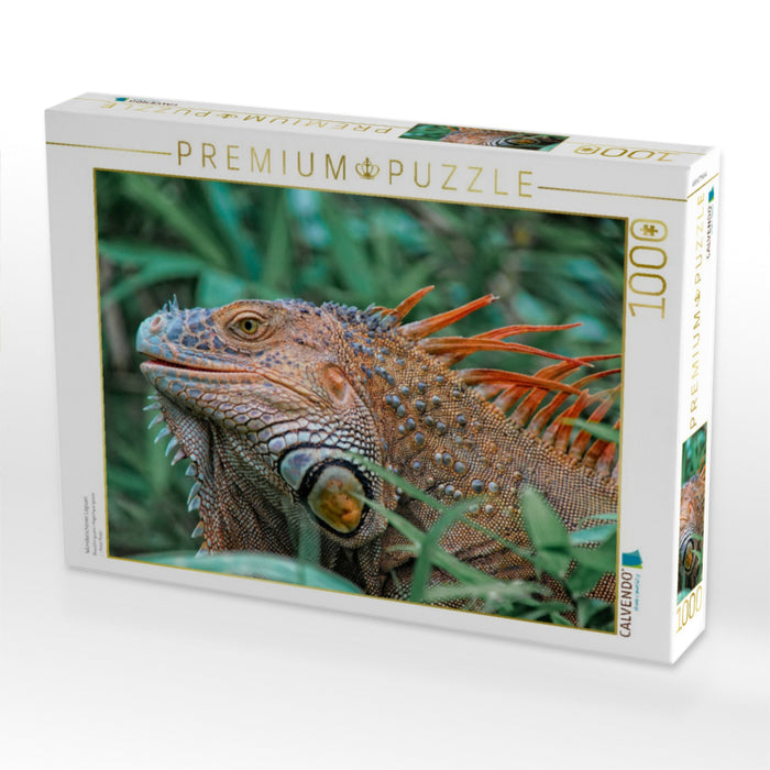 Wunderschöner Leguan - CALVENDO Foto-Puzzle'