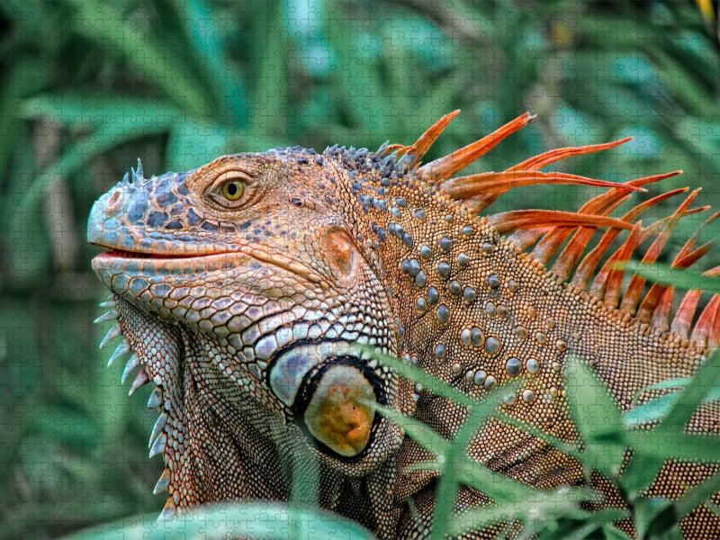 Wunderschöner Leguan - CALVENDO Foto-Puzzle'