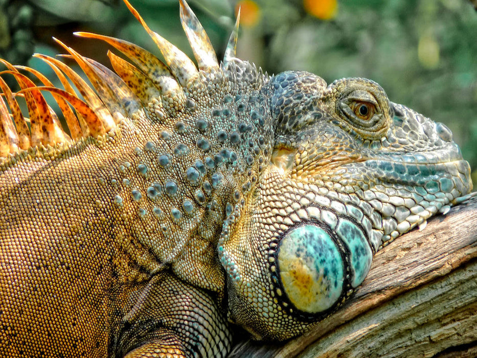 Wunderschöner Leguan - CALVENDO Foto-Puzzle'