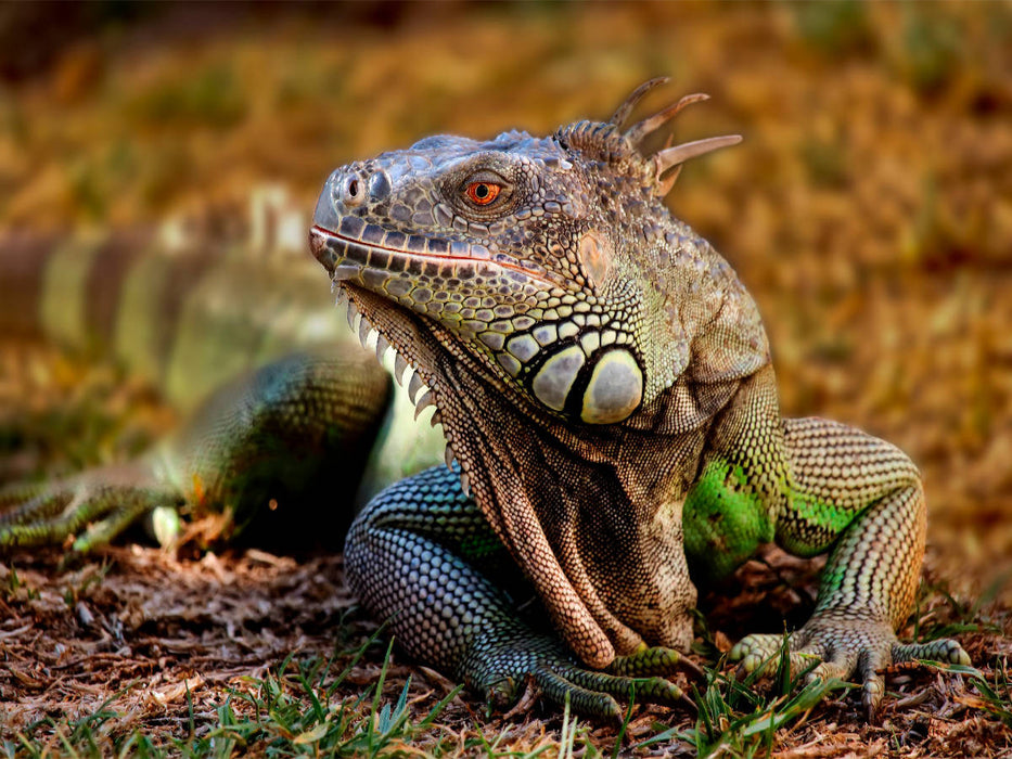 Wunderschöner Leguan - CALVENDO Foto-Puzzle'