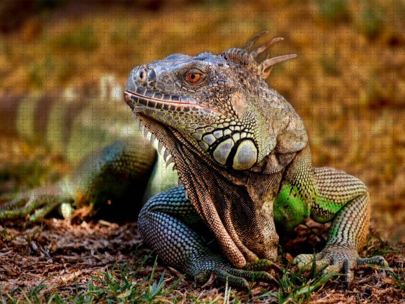 Wunderschöner Leguan - CALVENDO Foto-Puzzle'