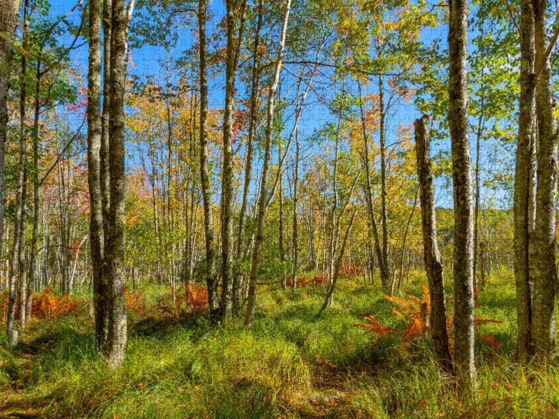 Wälder im Acadia National Park - CALVENDO Foto-Puzzle'