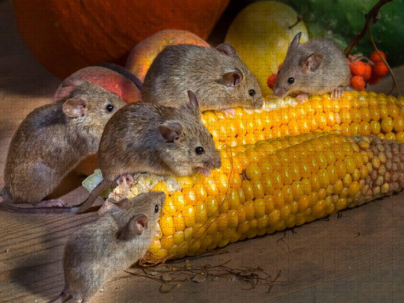 Kleiner Nager - Maus - CALVENDO Foto-Puzzle'