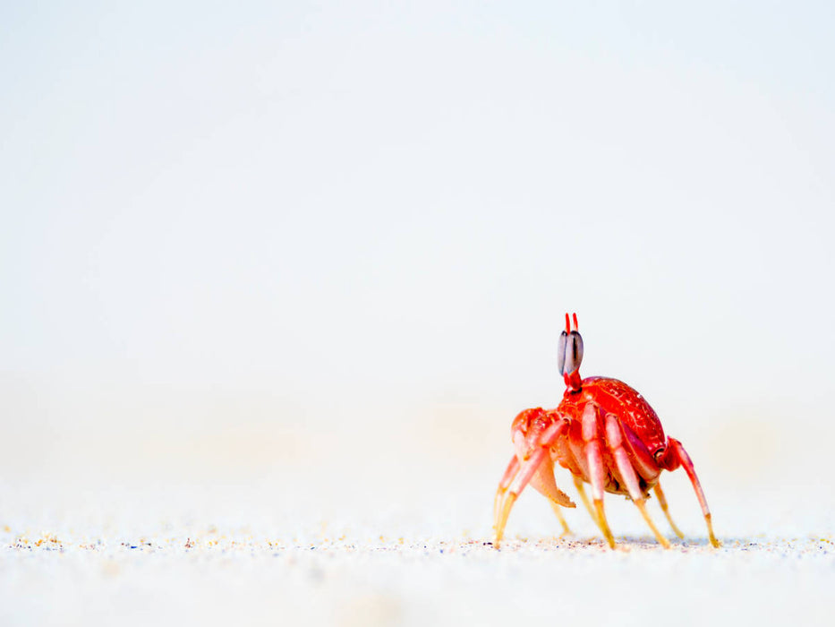 Ghost crab - CALVENDO photo puzzle 