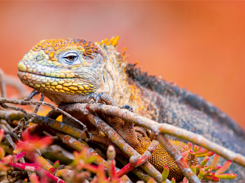 Landleguan 1000 Teile Puzzle quer - CALVENDO Foto-Puzzle'