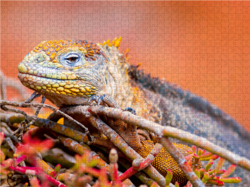 Landleguan 1000 Teile Puzzle quer - CALVENDO Foto-Puzzle'