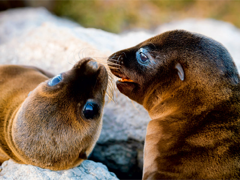 Playing sea lion cubs - CALVENDO photo puzzle 