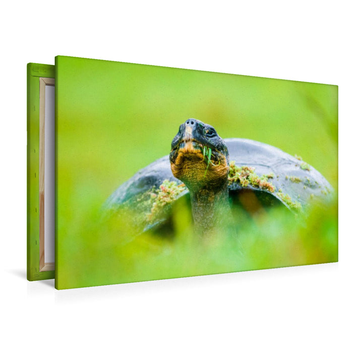 Toile textile premium Toile textile premium 120 cm x 80 cm paysage Tortue géante des Galapagos 