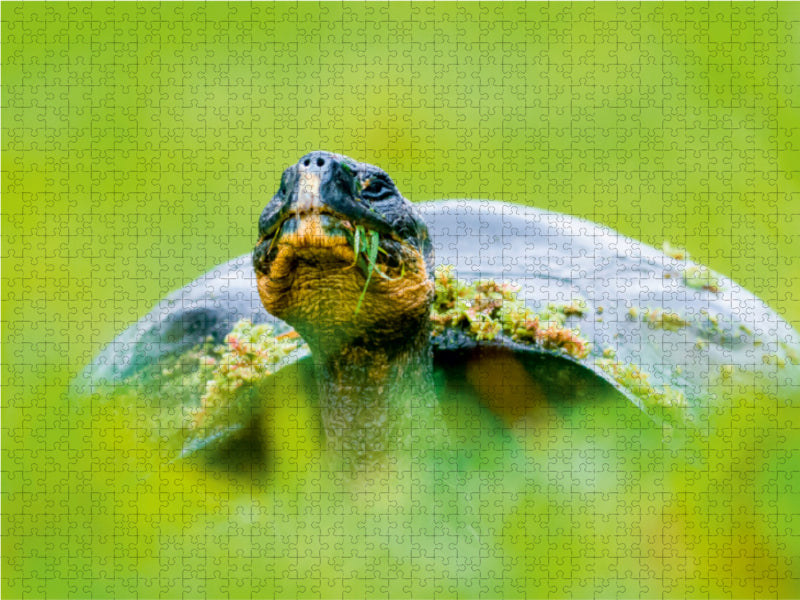 Galapagos-Riesenschildkröte 1000 Teile Puzzle quer - CALVENDO Foto-Puzzle'