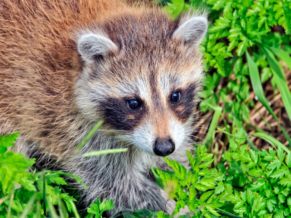 Niedlicher Allesfresser - Waschbär - CALVENDO Foto-Puzzle'
