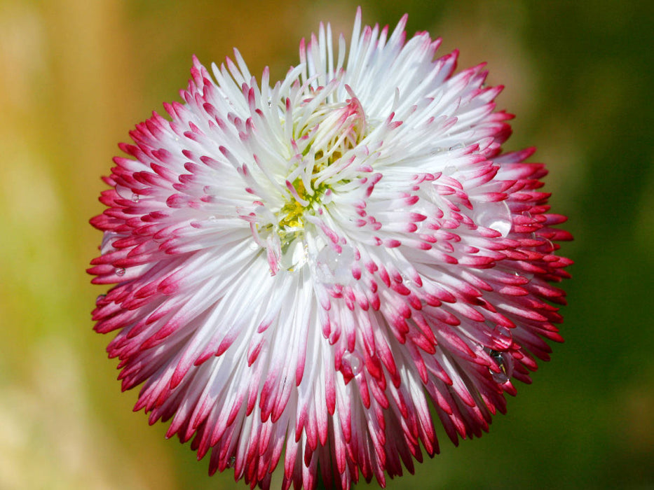 Bellis mit Wassertropfen - CALVENDO Foto-Puzzle'