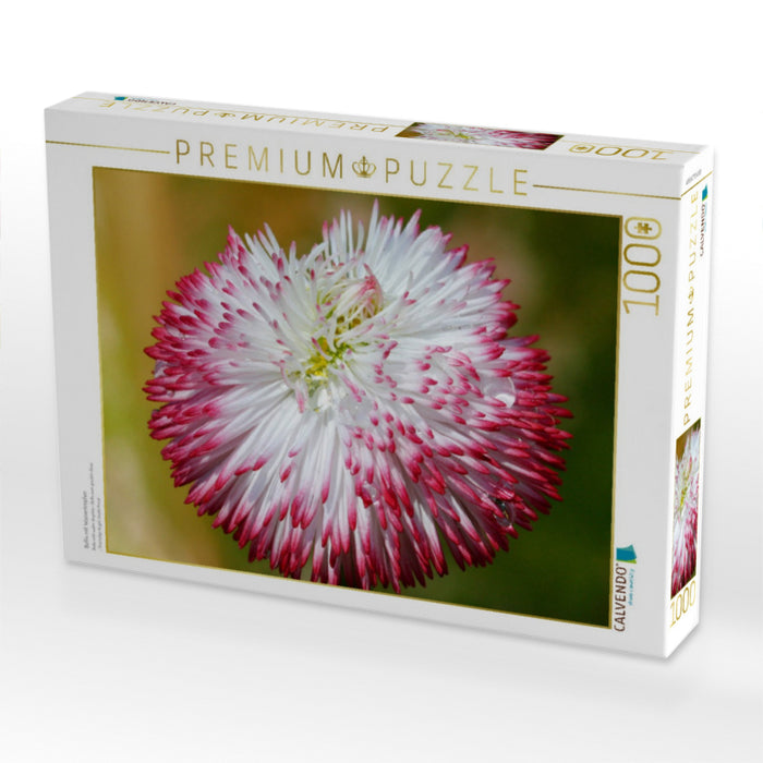 Bellis mit Wassertropfen - CALVENDO Foto-Puzzle'