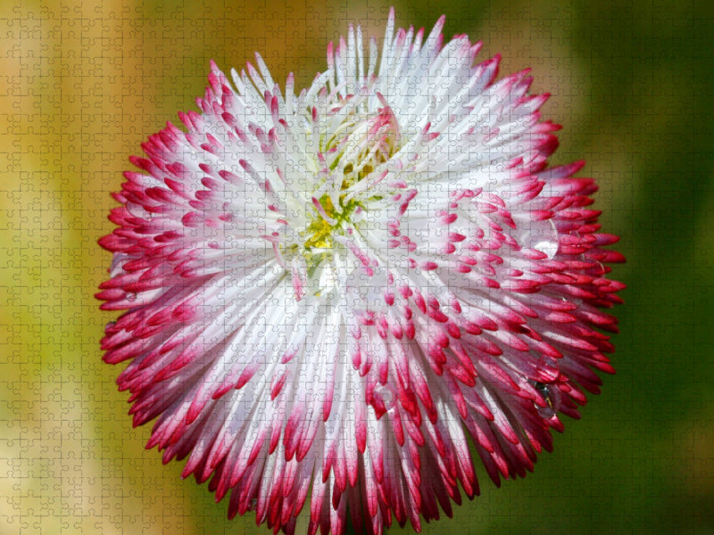 Bellis mit Wassertropfen - CALVENDO Foto-Puzzle'
