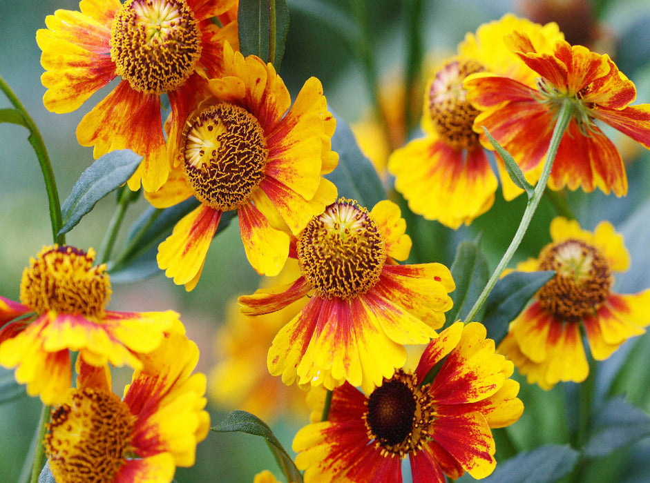 Sonnenbraut Helenium - CALVENDO Foto-Puzzle'