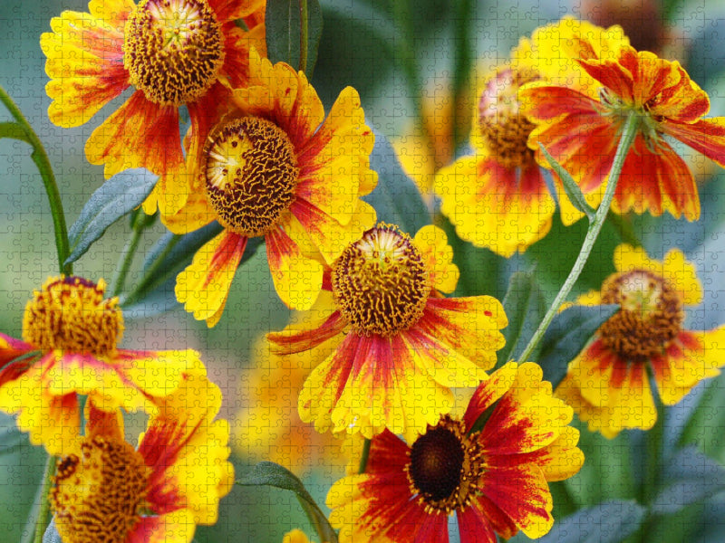 Sonnenbraut Helenium - CALVENDO Foto-Puzzle'