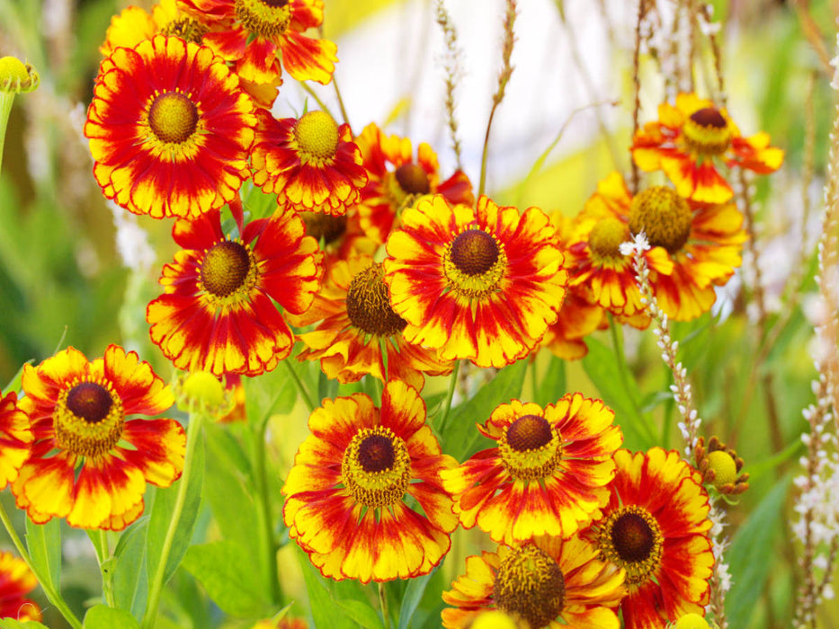 Sonnenbraut Helenium - CALVENDO Foto-Puzzle'