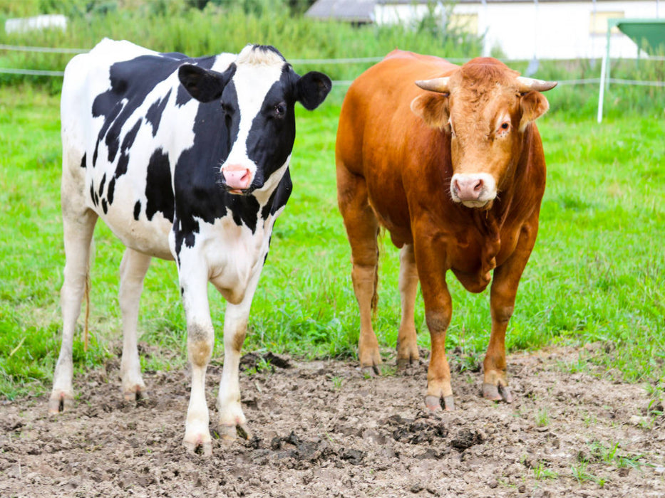 Limousin-Bulle Silas mit Frau - CALVENDO Foto-Puzzle'
